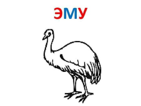 Эму раскраска для малышей