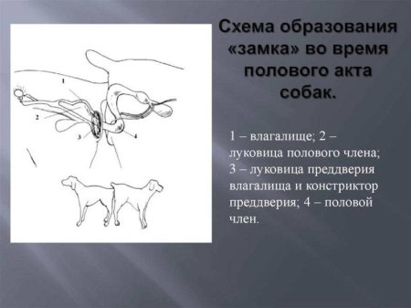 Схема полового акта
