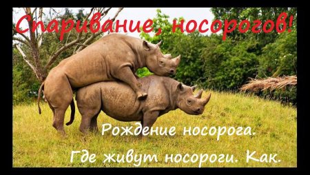 Носороги совокупляются