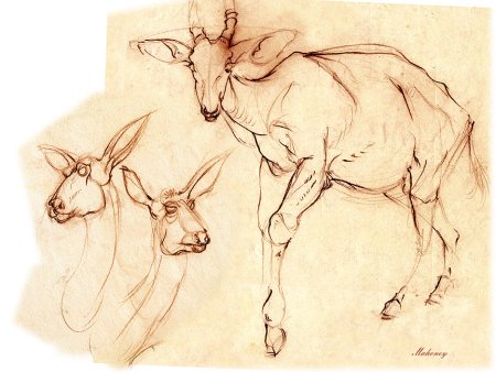 Зарисовки животных