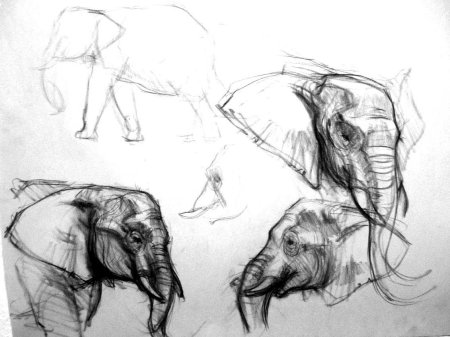 Наброски животных