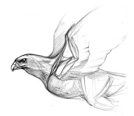 Анатомия орла