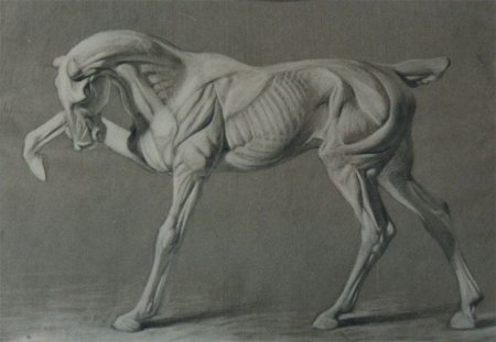 Стаббс анатомия лошади