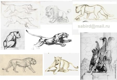 Архитектурные Наброски животных