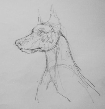 Академический рисунок собаки