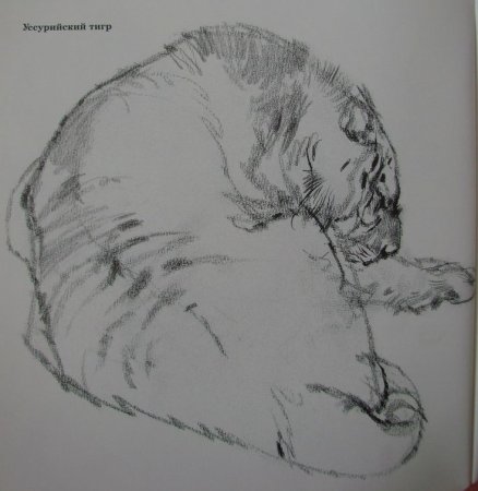 Наброски животных Виктора Амбруша