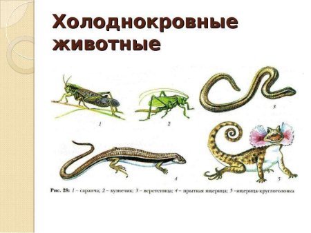 Рептилии это животные теплокровные или холоднокровные