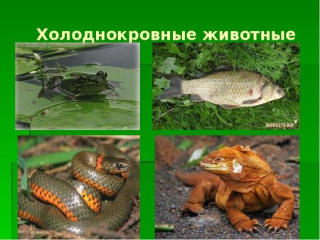 Холоднокровные животные