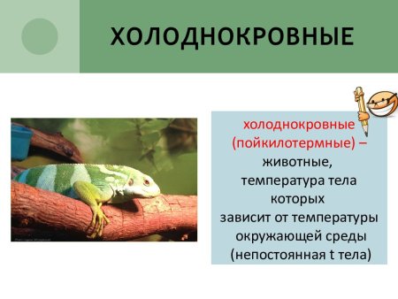 Пресмыкающиеся холоднокровные