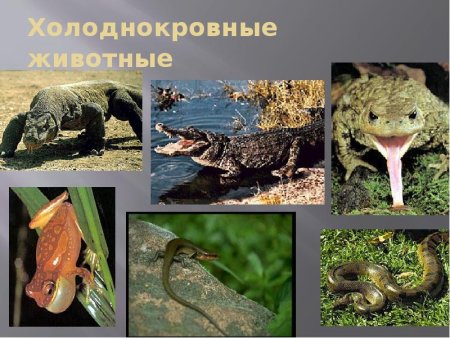 Пресмыкающиеся холоднокровные