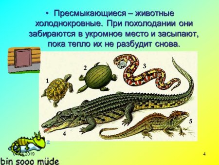 Пресмыкающиеся теплокровные животные