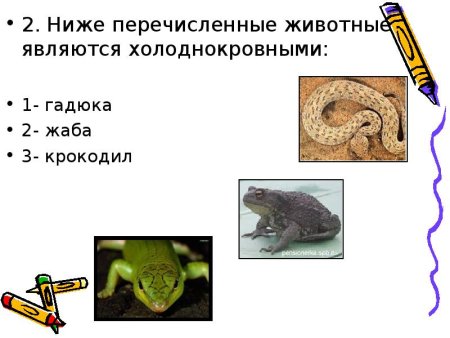 Примеры холоднокровных животных