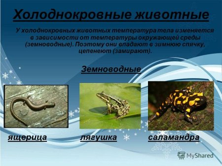 Теплокровные и холоднокровные животные
