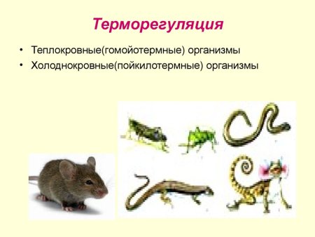 Теплокровные и холоднокровные животные