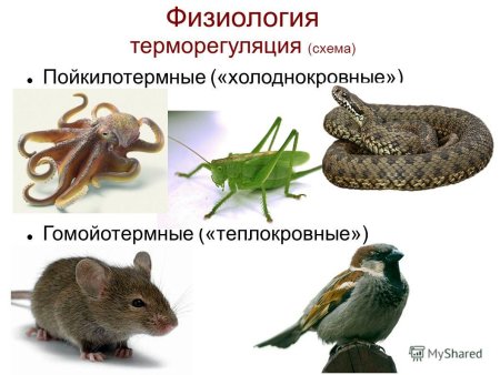 Пойкилотермных животных