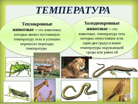 Холоднокровные животные