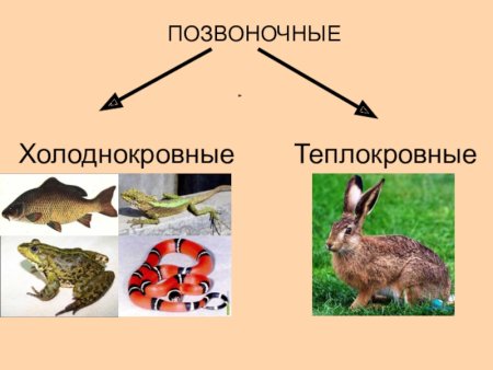 Холоднокровные позвоночные животные