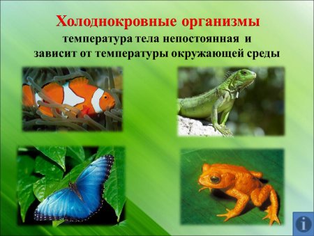 Пойкилотермные животные
