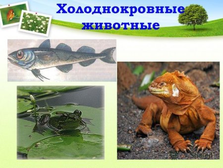 Ящерицы теплокровные или холоднокровные