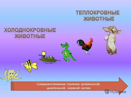Теплокровные и холоднокровные