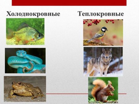 Холоднокровные и теплокровные животных
