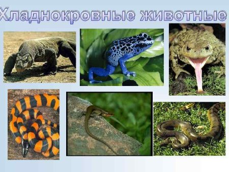 Теплокровные и холоднокровные животные
