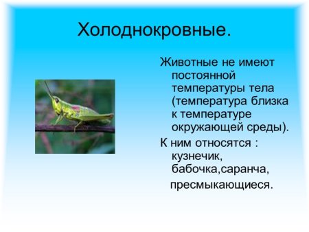Холоднокровные позвоночные животные