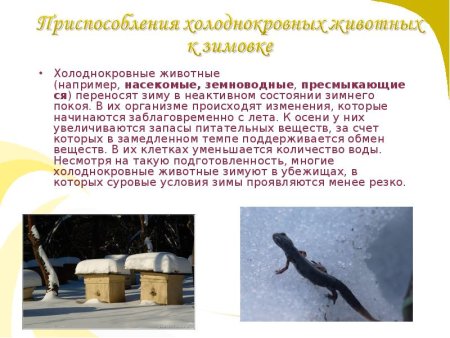 Холоднокровные существа