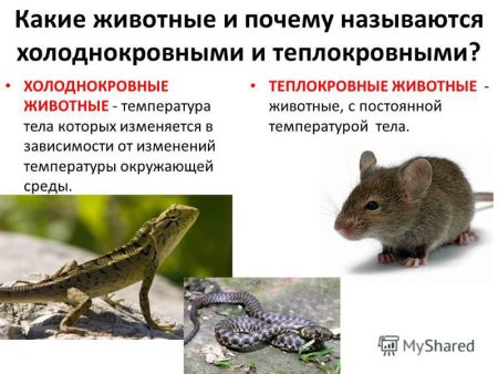 Пресмыкающиеся хладнокровные или теплокровные животные