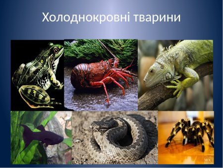Холоднокровные представители