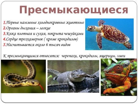 Многоклеточные позвоночные