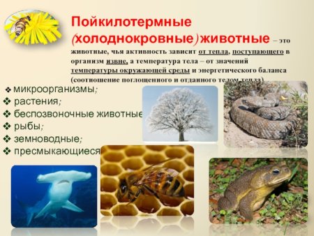Холоднокровные животные