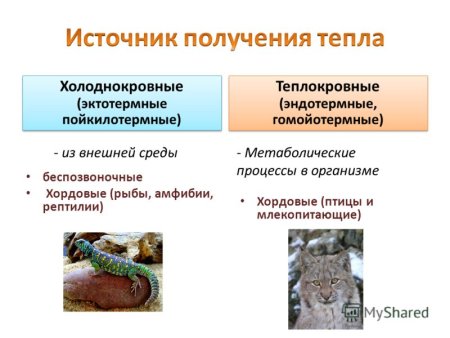Пойкилотермные и гомойотермные