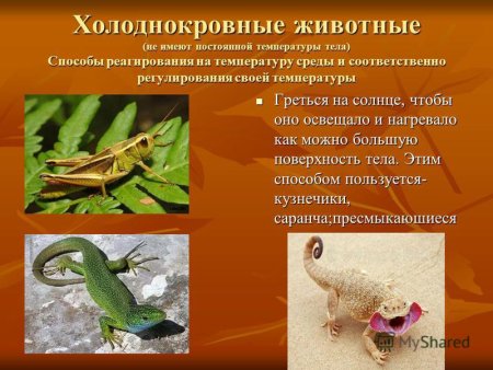 Холоднокровные позвоночные животные