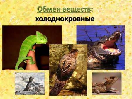 Пресмыкающиеся холоднокровные