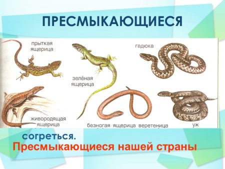 Список пресмыкающихся животных