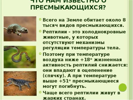 Рептилии это животные теплокровные или холоднокровные