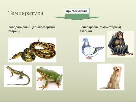 Холоднокровные позвоночные