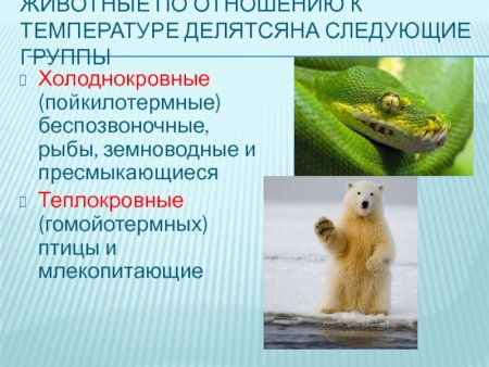 Теплокровные пойкилотермные