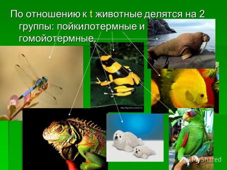 Примеры пойкилотермных животных