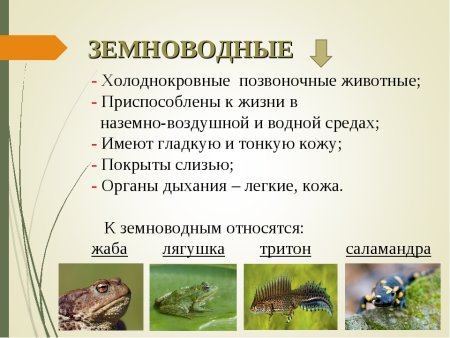 Список позвоночных животных