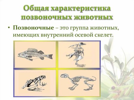 Разнообразие позвоночных животных