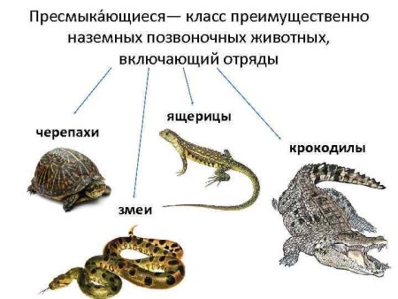 Пресмыкающиеся 7 класс биология