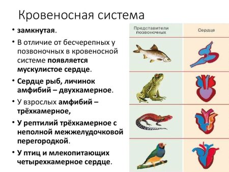 Замкнутая и незамкнутая кровеносная система у животных