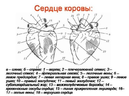Схема строения сердца животных