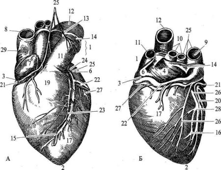 Строение сердца КРС схема