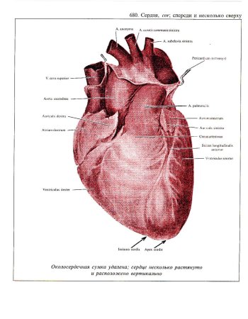 Строение сердца КРС анатомия