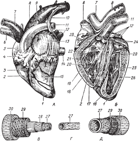 Строение сердца крупного рогатого скота