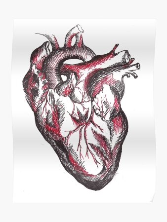 Анатомическое сердце человека