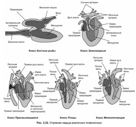 Схема строения сердца хордовых